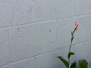 canna lily sketch on a white brick wall, with a real canna lily blooming next to it